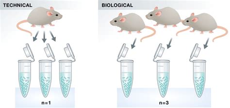 technical vs biological replicates|replication vs repeated measurements.